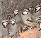 常年供应美国鹧鸪