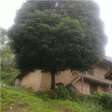 湖南大桂花古桂花树米径30公分1.5米8月桂