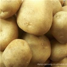 大西洋马铃薯,马铃薯,大西洋马铃薯,土豆