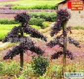 红继木造型、红继木苗、红继木、红继木球、红继木盆景供应