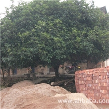 极品桂花老树20年古桂花树桂花树冠史上最牛桂花树陈年老桂