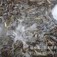 泥鳅泥鳅养殖三鑫泥鳅养殖场常年供应泥鳅苗种欢迎来电咨询