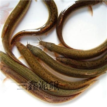 有机泥鳅苗专业养殖场供应5-8cm小泥鳅苗三鑫泥鳅养殖