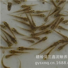 泥鳅苗3-4cm三鑫泥鳅养殖小泥鳅泥鳅苗种泥鳅饲料