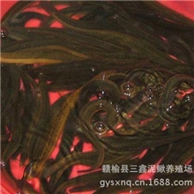 三鑫泥鳅养殖场常年供应泥鳅苗种泥鳅泥鳅养殖泥鳅之乡