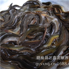 泥鳅苗8cm以上泥鳅有机泥鳅苗三鑫泥鳅养殖