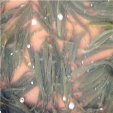 泥鳅有机泥鳅苗小泥鳅苗三鑫泥鳅养殖场常年供应泥鳅苗种