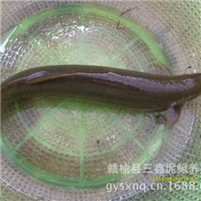 泥鳅泥鳅养殖常年供应泥鳅苗种泥鳅苗种出售回收