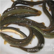 泥鳅泥鳅养殖泥鳅之乡三鑫泥鳅养殖场常年供应泥鳅苗种