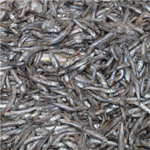 貉子饲料鱼狐狸饲料鱼鸭饲料鱼黑鱼饲料鱼离水烂黑鱼饲料鱼