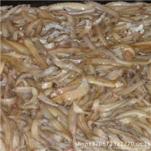 海泥鳅貂饲料鱼饲料鱼价格饲料鱼批发凤尾鱼条子鱼