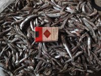 小杂鱼貉子饲料鱼饲料鱼狐狸饲料鱼冷冻饲料鱼饲料鱼价格