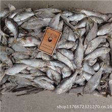 海鲫鱼貉子饲料鱼狐狸饲料鱼