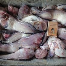 猫鱼疙瘩鱼先生鱼貂饲料鱼冰冻饲料鱼饲料鱼批发