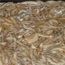 海泥鳅条子鱼钢条鱼高粱叶狐狸饲料鱼,多宝鱼饲饲料鱼。