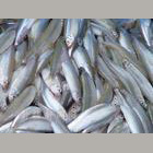 【东北特产】河套小鱼江黄颡鱼石斑鱼泥鳅池沼公鱼