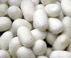 【柞蚕系列】（新品上市）野蚕茧高质量野蚕丝