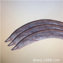 鳗鱼加工厂供应冷冻鳗鱼香辣鳗鱼丝白鳗鱼菊岛鳗鱼骨干