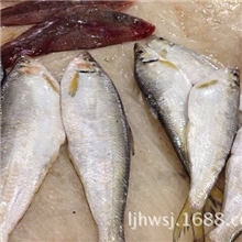 鳓鱼经销商专业销售新鲜美味鳓鱼白鳓鱼价格实惠