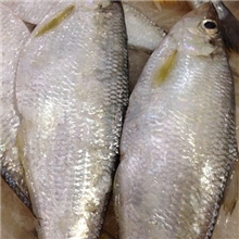 厂家批发优质美味鳓鱼鳓鱼批发价咸霉鳓鱼