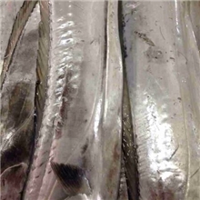 生产销售冷冻印度带鱼冷冻带鱼批发黄海带鱼带鱼批发商