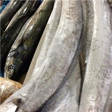 厂家批发大连冷冻带鱼批发带鱼的厂家带鱼产品