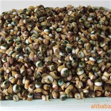 眼镜螺太阳螺翡翠螺眼睛螺海南特产酒店特色菜