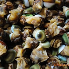 眼睛螺眼镜螺太阳螺海螺酒店特色产品