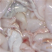 蛙肚牛蛙肚酒店特色产品冷冻蛙肉