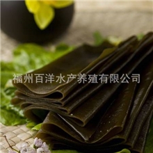 【百洋】青板海带散海带连江水产食品批发厂家直销物美价廉