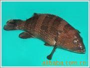 供应鲜活石斑鱼