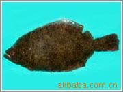 供应鲜活水产品左口鱼