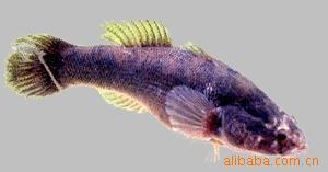 供应鲜活笋壳鱼