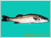 供应鲜活水产品海鲈鱼