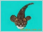 供应鲜活水产品老虎鱼