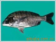 供应鲜活水产品成品铜盆鱼