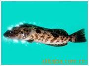 供应鲜活水产品花雕