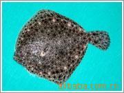 供应鲜活水产品多宝鱼