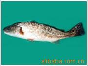 供应鲜活水产品红鱼