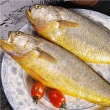 黄花鱼冷冻绿色新鲜酒店食品