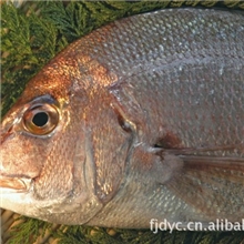 真鲷绿色食品酒店食品