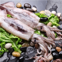 新鲜速冻鱿鱼东海野生枪鱿鱼5-7两/条铁板烧烤极品食材非水发