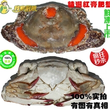 秒杀5斤包邮鲜冻上市野生海捕梭子蟹优选红膏母蟹白蟹水产品