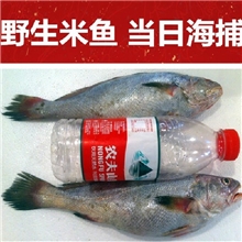 黄海渔港东海黄海野生捕捞鲜冻米鱼大鮸鱼美味新鲜安全海鲜