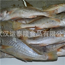 墨西哥蓝月亮大黄鱼黄鮸鱼黄鱼