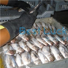 厄瓜多尔南美鲳美洲鲳鱼肉鲳鲳鱼
