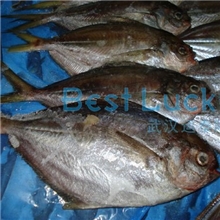 南美鲳鲳鱼美洲鲳鱼肉鲳船冻鲳鱼