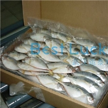 厄瓜多尔叶子鱼南美叶子鱼进口冷冻叶子鱼
