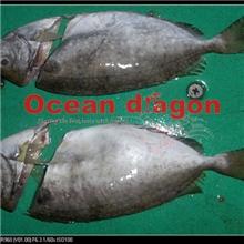 进口柠檬鱼、深海柠檬鱼、柠檬鱼批发