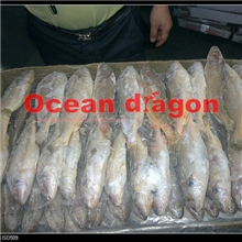 印度红花黄菇鱼、进口黄菇鱼、黄菇鱼批发